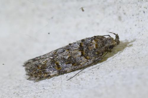 Réf. 337 461 : Teleiopsis diffinis